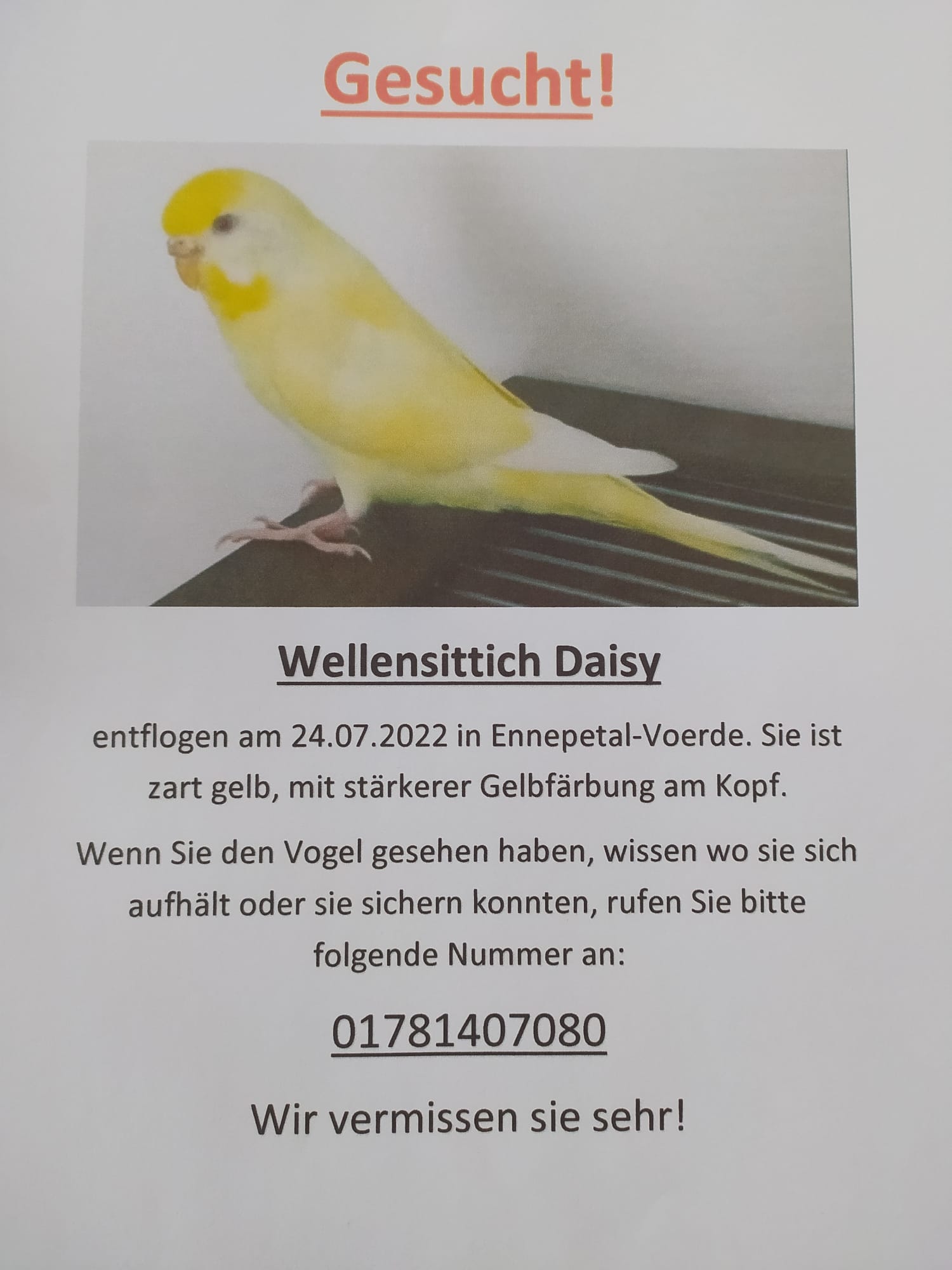 Gesucht Daisy.jpeg